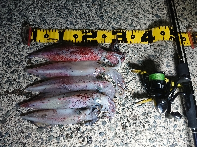 ムーンナイトエギング