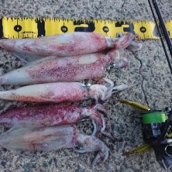 強風でのケンサキイカ狙い