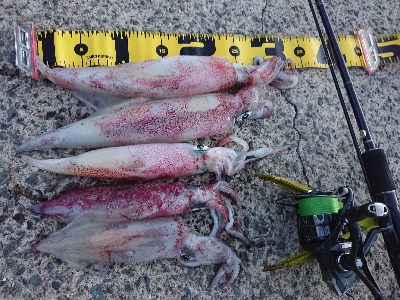 強風でのケンサキイカ狙い