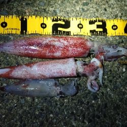 お盆の食糧確保に……