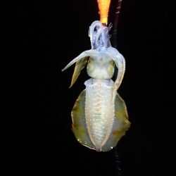 夕方からエギング