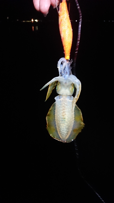 夕方からエギング