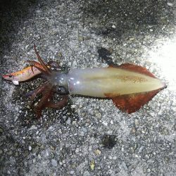 つ抜けに一歩及ばず