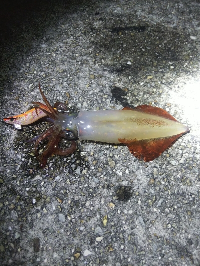 つ抜けに一歩及ばず