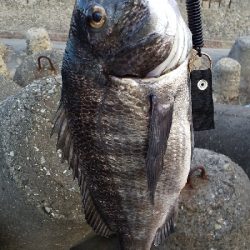 ショアジギ100均40gジグで。。。