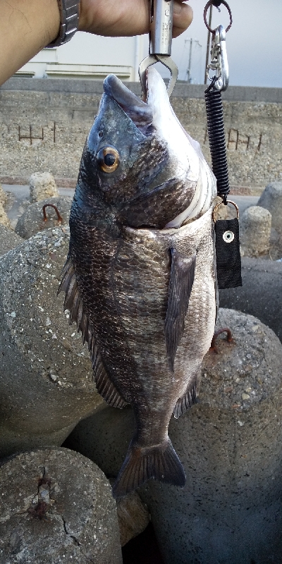 ショアジギ100均40gジグで。。。