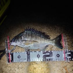 加斗の海岸で半夜のエビまき釣り