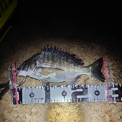 加斗の海岸で半夜のエビまき釣り