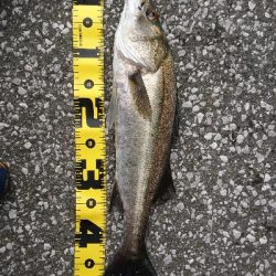 生きカニ餌は 反応がいい