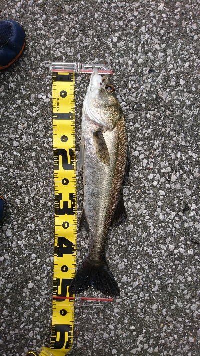 生きカニ餌は 反応がいい