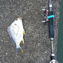 チヌ釣り大会