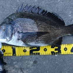 冷蔵のカニより 粋のいいカニが釣れる