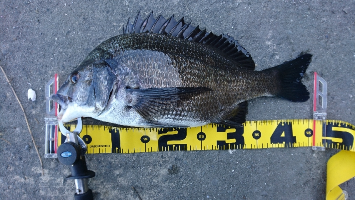 冷蔵のカニより 粋のいいカニが釣れる