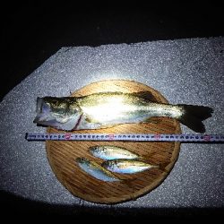 チョイ投げ〜エビ撒きのリレー釣り