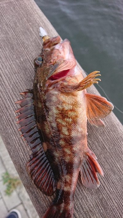 南港ガシリング