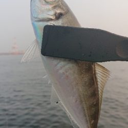 南港ライトゲーム