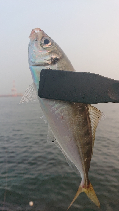 南港ライトゲーム