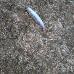 青物は何処だー