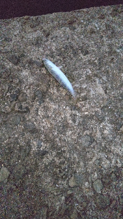 青物は何処だー