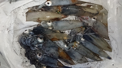 ケンサキイカ、はじまりました