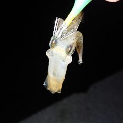 南風のケンサキ調査