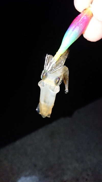 南風のケンサキ調査