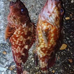 超強南風のロックフィッシュ