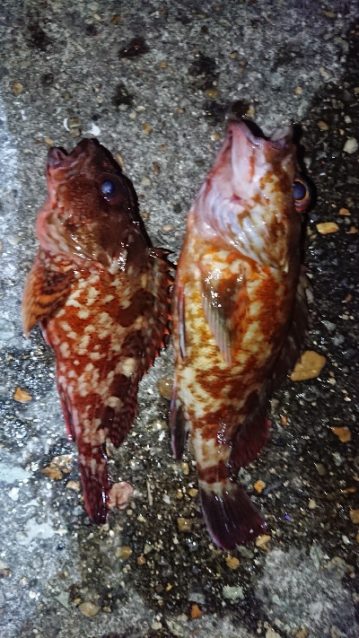 超強南風のロックフィッシュ