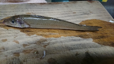 型が良いものばかり！