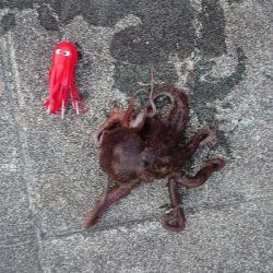タコ釣り