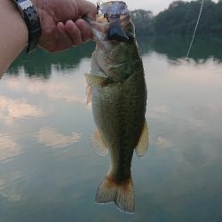 ギルロイドベビー