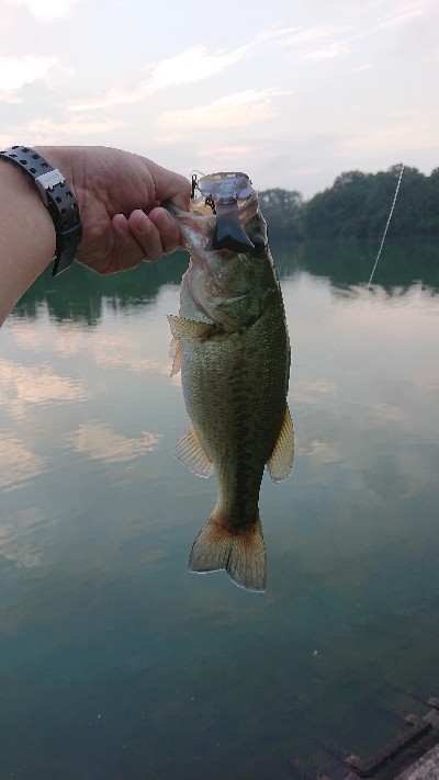 ギルロイドベビー