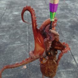 大潮のタコ釣り