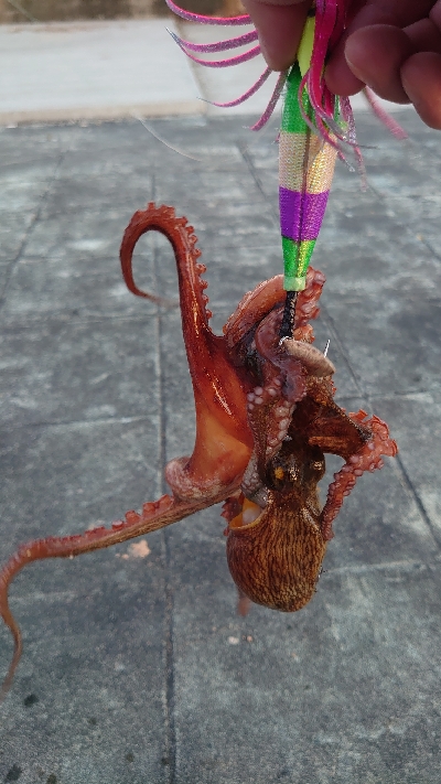 大潮のタコ釣り