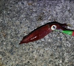 ケンサキエギング