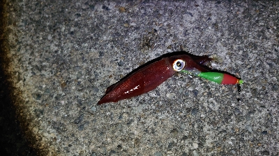 ケンサキエギング