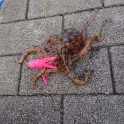 タコタコタコ！