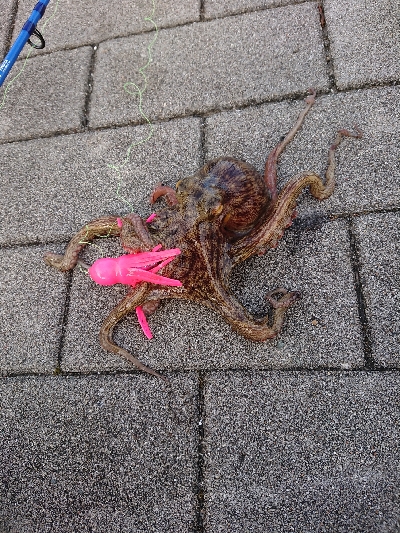 タコタコタコ！