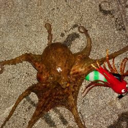 久しぶりのタコ釣り