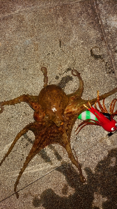 久しぶりのタコ釣り