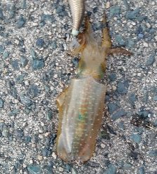 アオリイカ調査