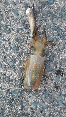 アオリイカ調査