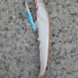 ショアジギからちょい投げ