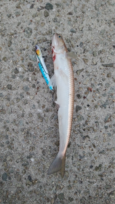 ショアジギからちょい投げ