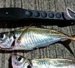 アジング いつまで釣れるかな