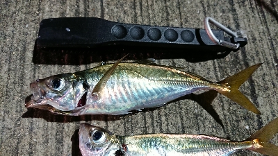 アジング いつまで釣れるかな