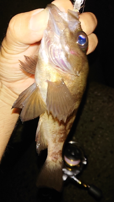 タモ網買い換え検討中