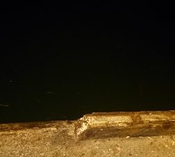 お腹いっぱい？