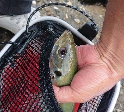 まさかのデカアジ！