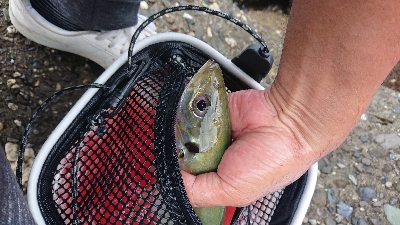 まさかのデカアジ！